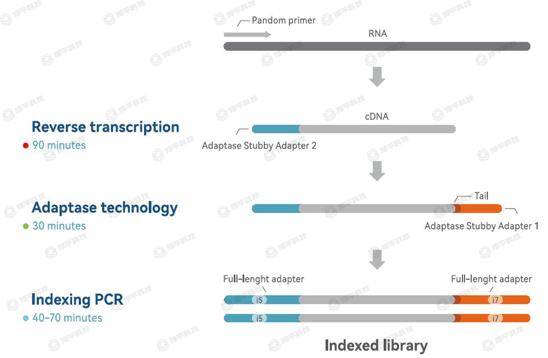 IDT xGen RNA Ď옋(gu)ԇн̈D  ƽ